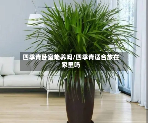 四季青卧室能养吗/四季青适合放在家里吗